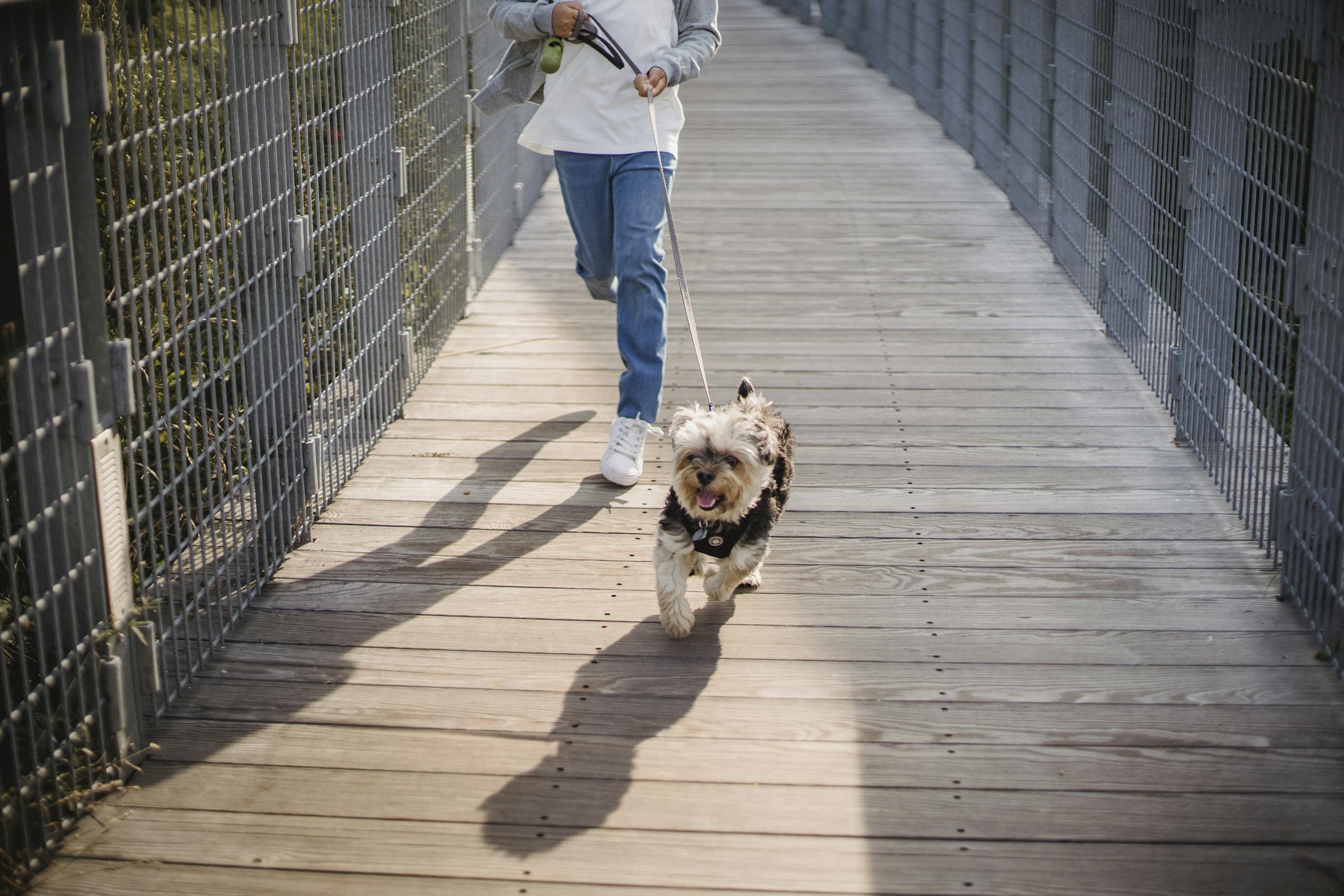 calm routine for dogs