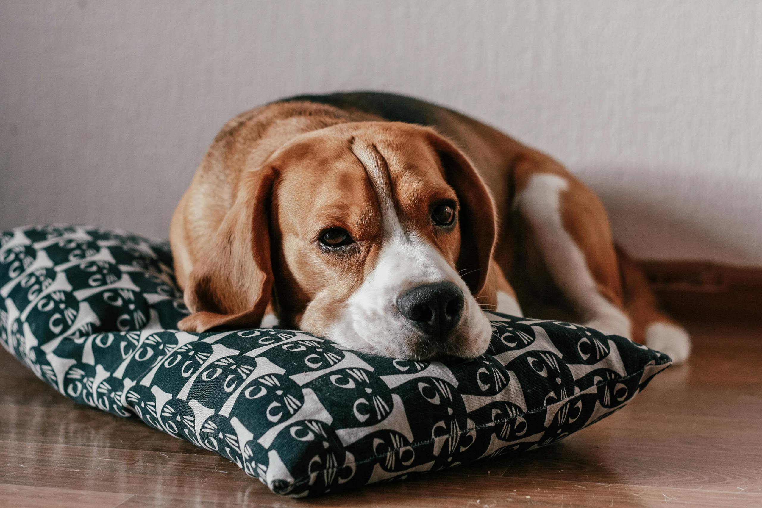 dog behavior problems caused by boredom