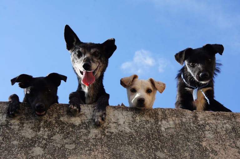 Four playful dogs peek over a wall against a clear blue sky for Pawsly