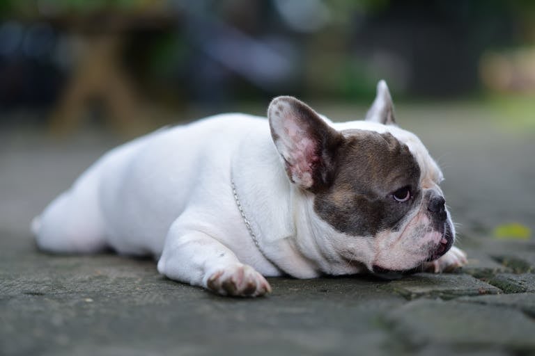 separation anxiety in dogs