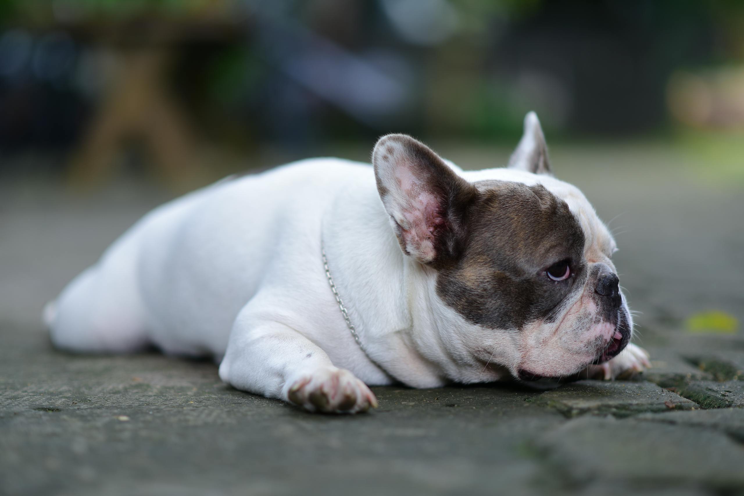 separation anxiety in dogs