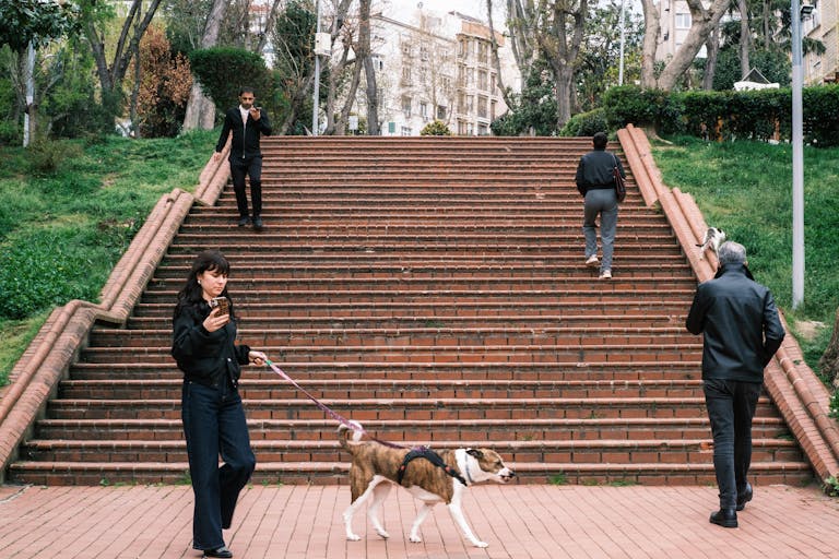 teach your dog to walk without pulling